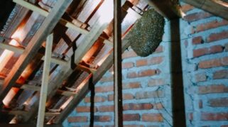 damkar evakuasi sarang tawon vespa di atap rumah