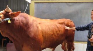 Sapi Kurban Presiden Joko widodo