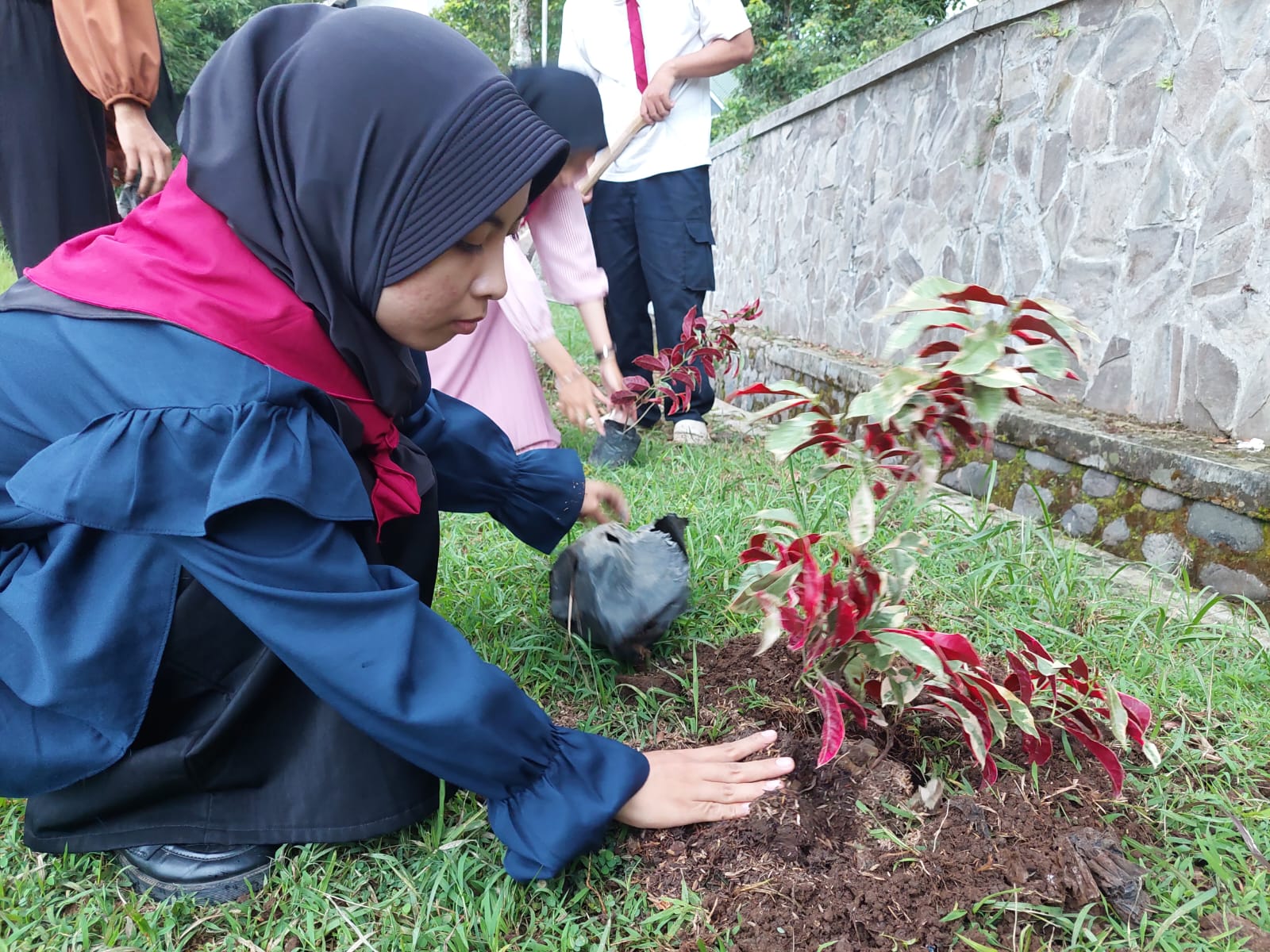Nandur Bareng KSR PMI Unit UIN KHAS Khas Jember