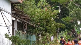 pohon tumbang di gladag