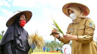 Banyuwangi Pastikan Stok Pangan Aman Hingga Akhir Tahun