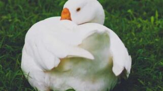 Ciri-ciri Seseorang Mengalami Duck Syndrome