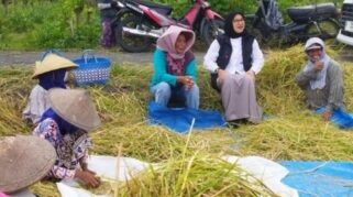 Foto menunjukkan Bupati Banyuwangi, Ipuk Fiestiandani, sedang berbincang dengan para petani di tengah lahan pertanian.