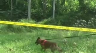 Seekor anjing pelacak sedang bekerja di sebuah lokasi dengan didampingi petugas kepolisian.