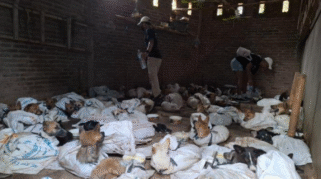Foto memperlihatkan sejumlah anjing yang telah diselamatkan dari sebuah gudang di Banyuwangi.
