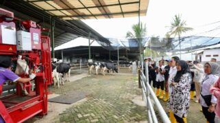 Peternakan sapi modern di Banyuwangi.