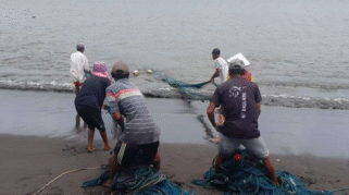 Nelayan Banyuwangi menarik jaring di pantai