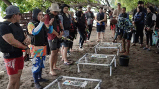 Aksi transplantasi terumbu karang PHI di Bangsring Underwater