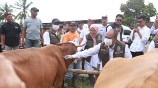 Petugas menyuntikkan vaksin pada sapi di Banyuwangi