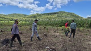 Petani hutan memeriksa tanaman jagung di lahan pertanian Banyuwangi