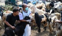 Dispertan Banyuwangi lakukan Pemeriksaan Kesehatan Hewan Kurban