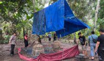 Polresta Banyuwangi bongkar arena judi sabung ayam di Singojuruh