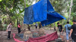 Polresta Banyuwangi bongkar arena judi sabung ayam di Singojuruh