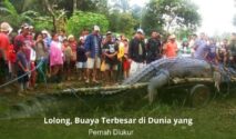 Lolong, buaya air asin raksasa pemegang rekor dunia