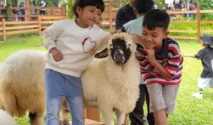 Wisatawan anak-anak memberi makan domba di Ijen Farmhouse Banyuwangi