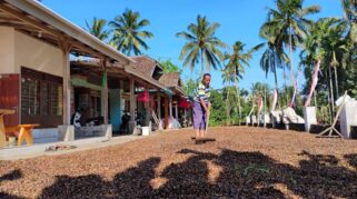 Petani memanen kopi di Desa Gombengsari Banyuwangi