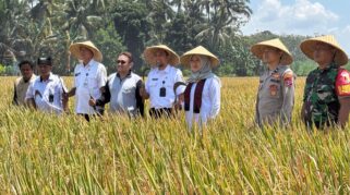 Aktivitas panen padi di Kabupaten Banyuwangi