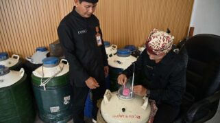 Petugas Dinas Pertanian dan pangan Banyuwangi memeriksa Tempat Sprema Hewan