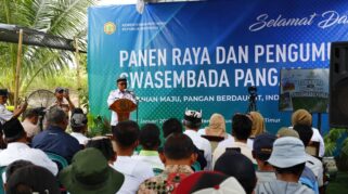 Panen raya padi di Kabupaten Banyuwangi