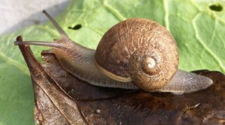 fakta unik tentang siput bercangkang di alam