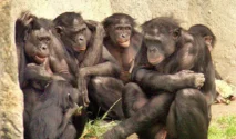 Bonobo Kanzi dalam penelitian imajinasi primata