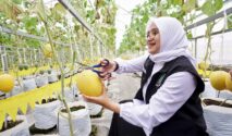 Budidaya melon hidroponik di greenhouse Kalibaru Banyuwangi