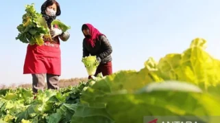 bayi vegan dan vegetarian tumbuh sehat