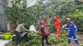 Petugas mengevakuasi pohon tumbang yang menimpa mobil di Banyuwangi