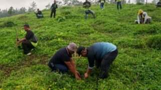 Warga tanam 1.447 bibit pohon di Gerbang Raung Banyuwangi