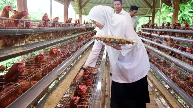 Peternakan ayam petelur Desa Alasbuluh Banyuwangi