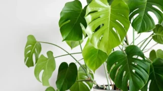 tanaman monstera dengan daun berlubang di dalam ruangan