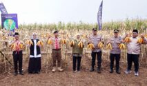 Panen raya jagung di Green Farm Sempu Banyuwangi