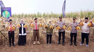 Panen raya jagung di Green Farm Sempu Banyuwangi