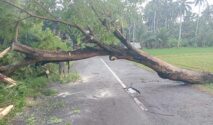 Petugas BPBD mengevakuasi pohon tumbang akibat angin kencang di Banyuwangi