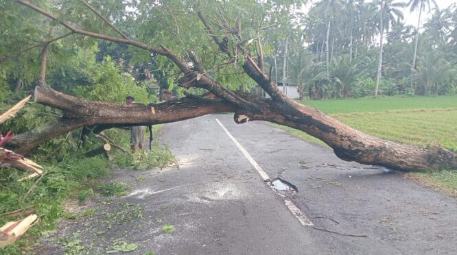 Petugas BPBD mengevakuasi pohon tumbang akibat angin kencang di Banyuwangi