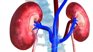ilustrasi ginjal manusia terkait kanker ginjal