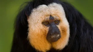 Mengejutkan! 4 Fakta Menarik tentang Monyet Malam, Primata ‘Tanpa Telinga’ yang Hanya Aktif di Kegelapan