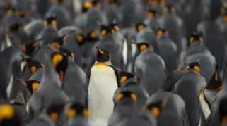 Misteri Raja di Dua Dunia: Penguin Raja yang Berkembang dan Raja Charles yang Dihadapkan pada Kontroversi Kunjungan AS