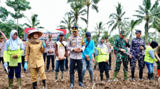 Penanaman jagung serentak di Banyuwangi