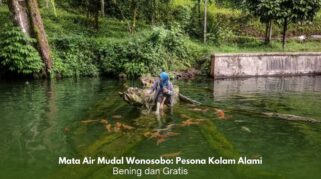 Kolam alami Mata Air Mudal Wonosobo dengan air jernih dan ikan koi yang berenang di dalamnya.